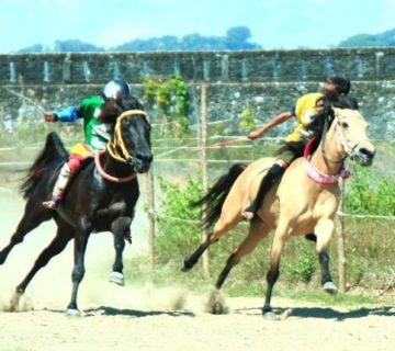 Kuda-Pacu-Sumba-Barat-1-768x429 Kuda Pacu Sumba Barat 1 768x429