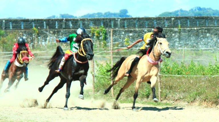 Kuda Pacu Sumba Barat 1 768x429 1
